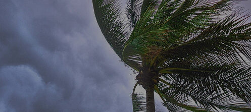 Palm tree blowing in a Florida storm