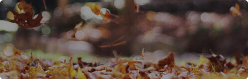 Fall leaves falling and gathering on the ground