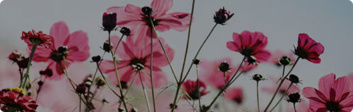 Pretty pink spring flowers in Tampa, FL