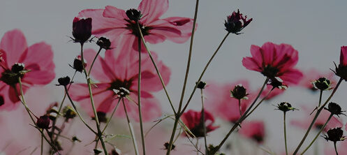 Pretty pink spring flowers in Tampa, FL