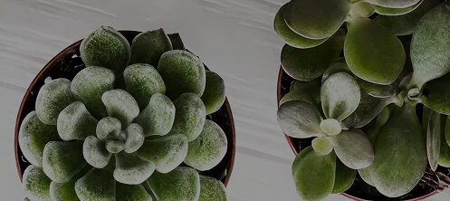 Succulents in small pots