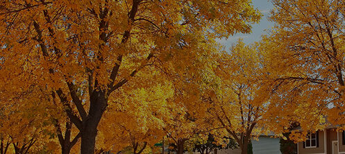 Beautiful fall leaves