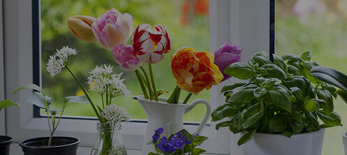 Plants and flowers displayed in a windowsill